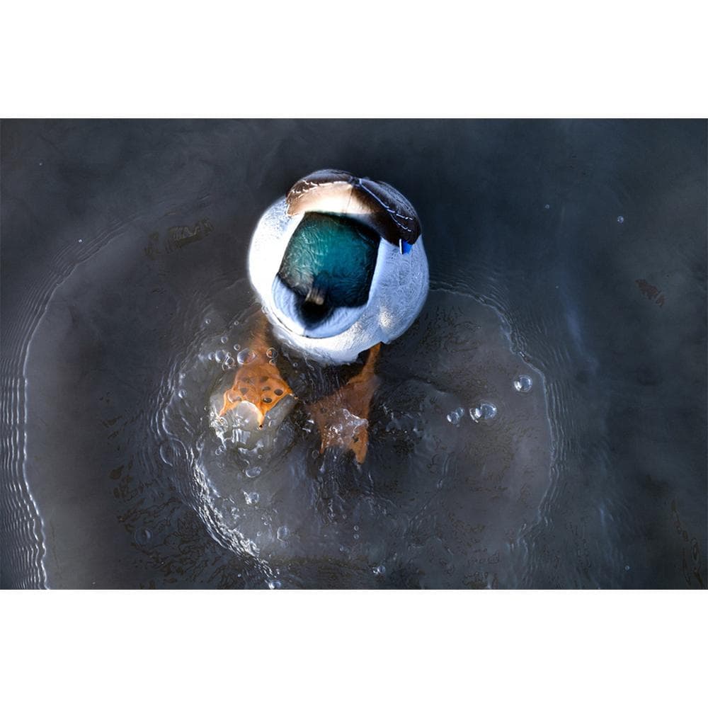 Avian-X Power Butt Kicker Duck Decoy