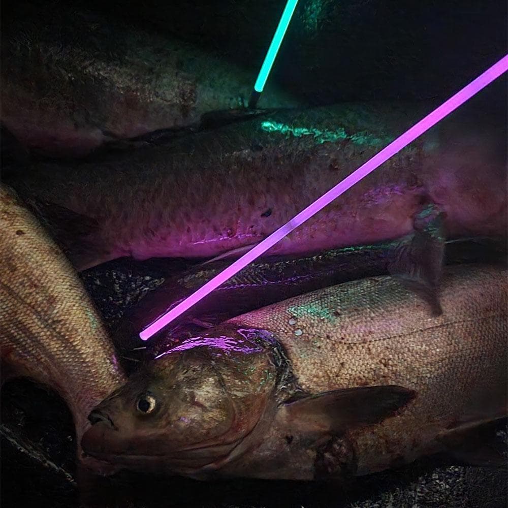 Muzzy Sabre Lighted Bowfishing Arrows w/Carp Point