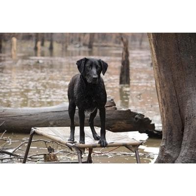 MOmarsh Dog Final Stand